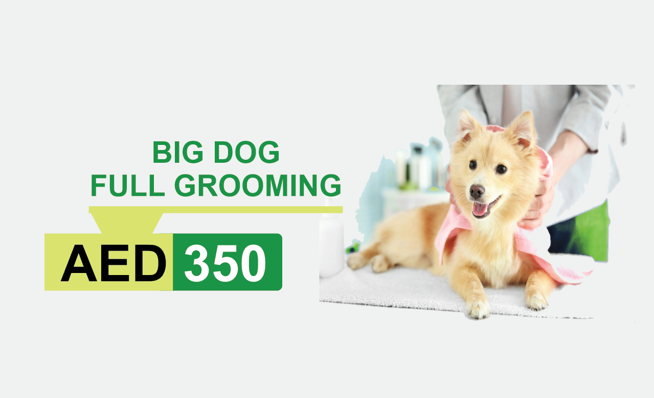 big dog full grooming