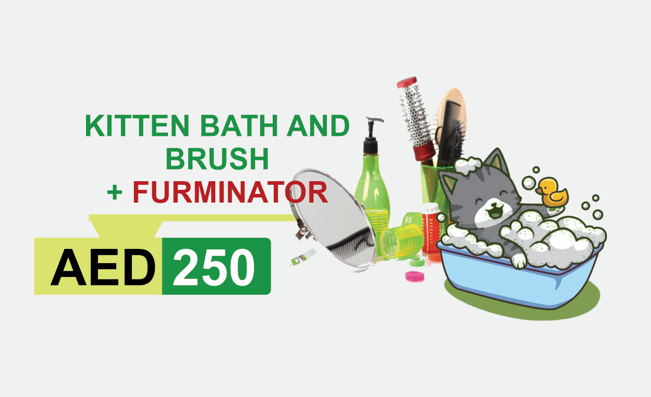 kitten bath and brush + furminator