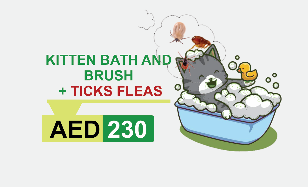 kitten bath and brush +ticks fleas