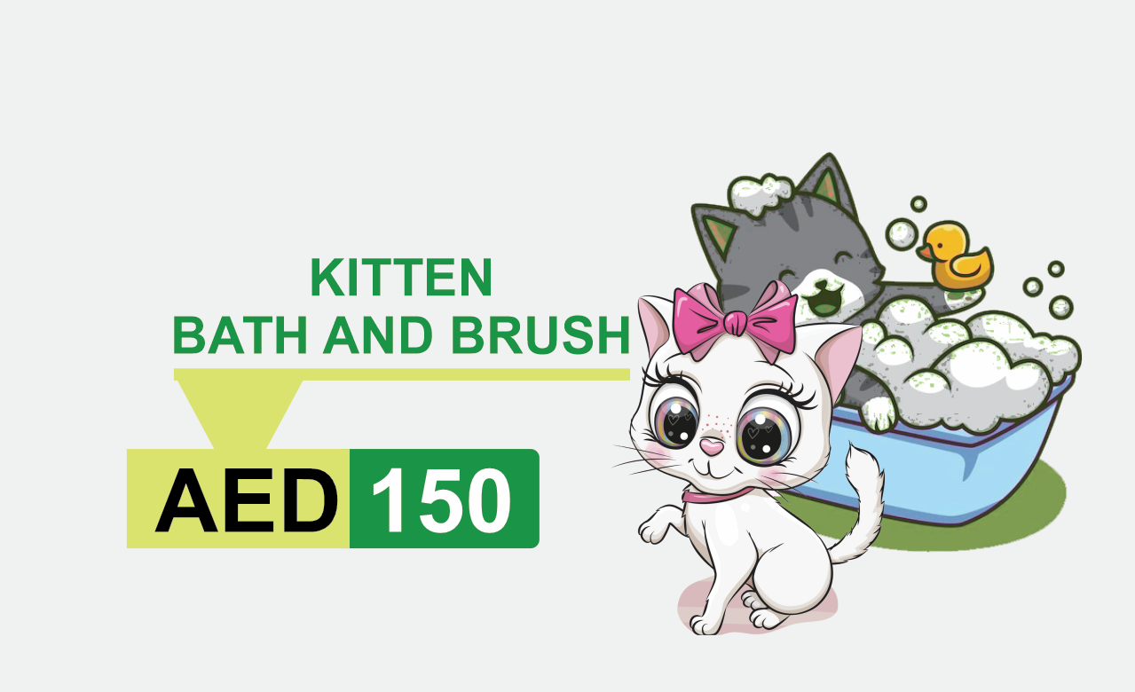 kitten bath and brush