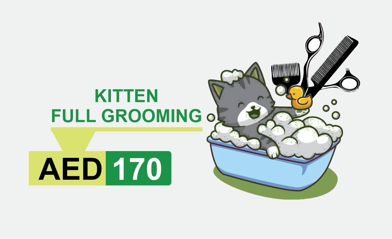kitten full grooming