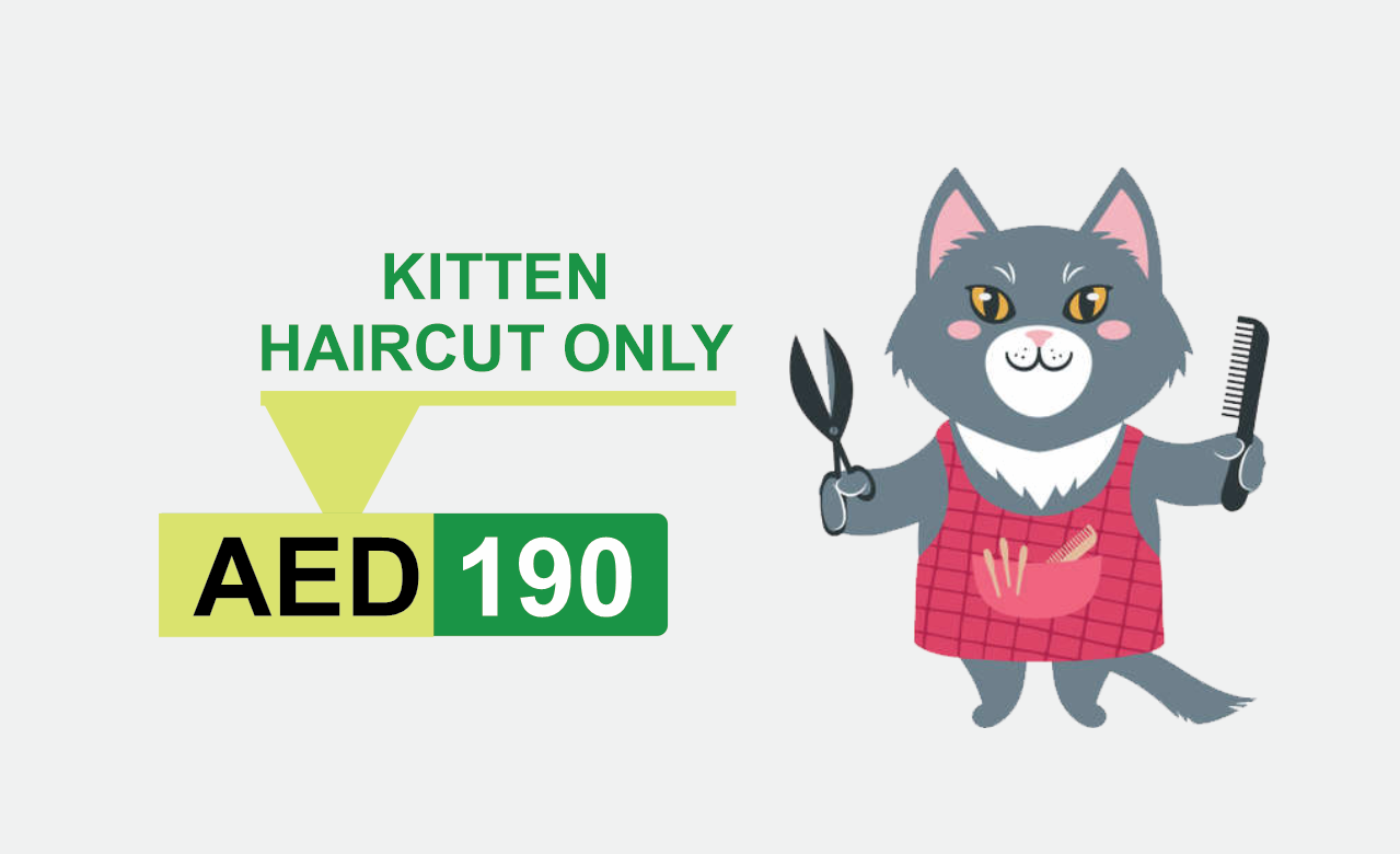kitten haircut only