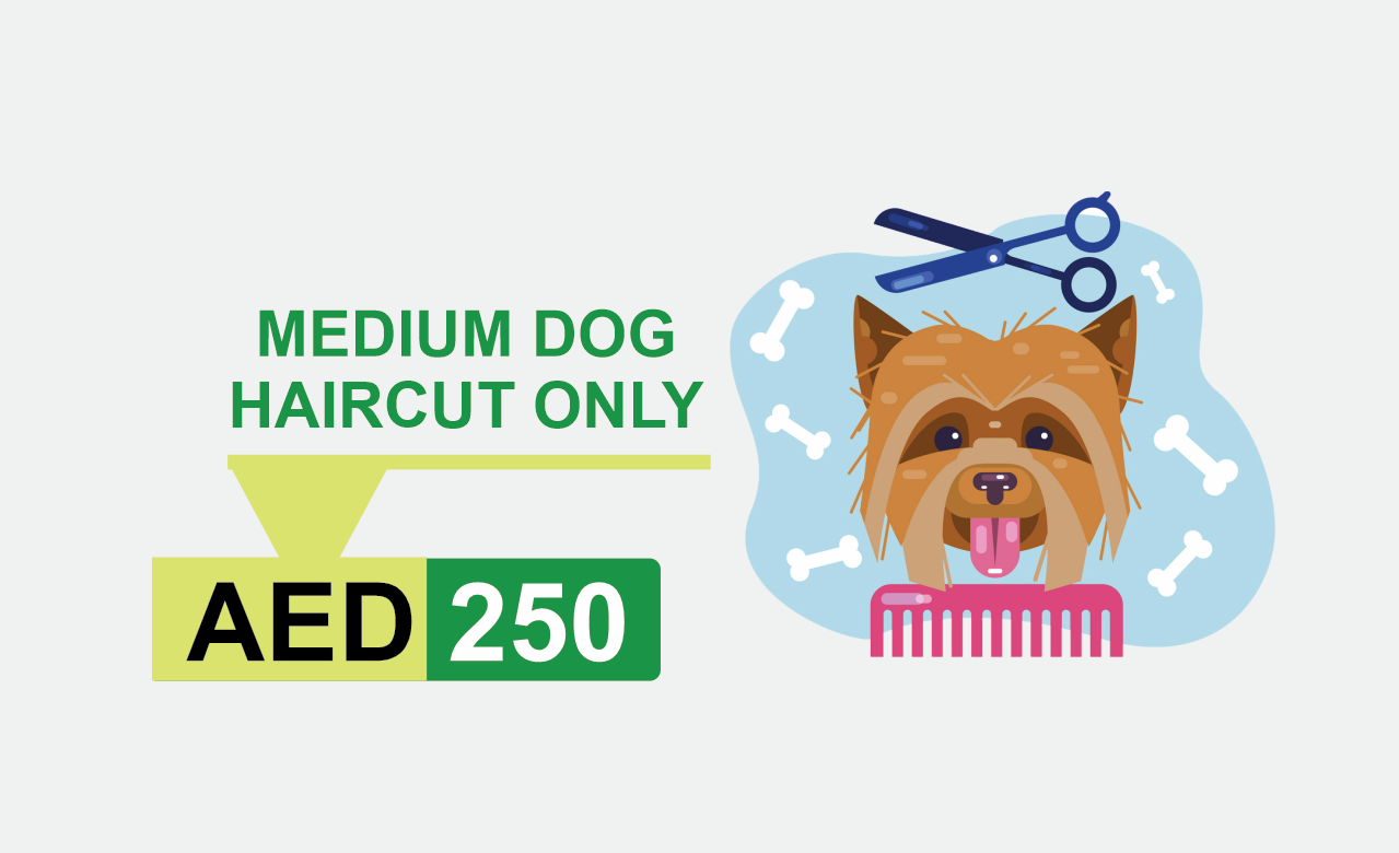 medium dog haircut only