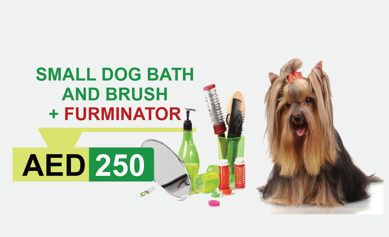 small dog bath and brush + furminator